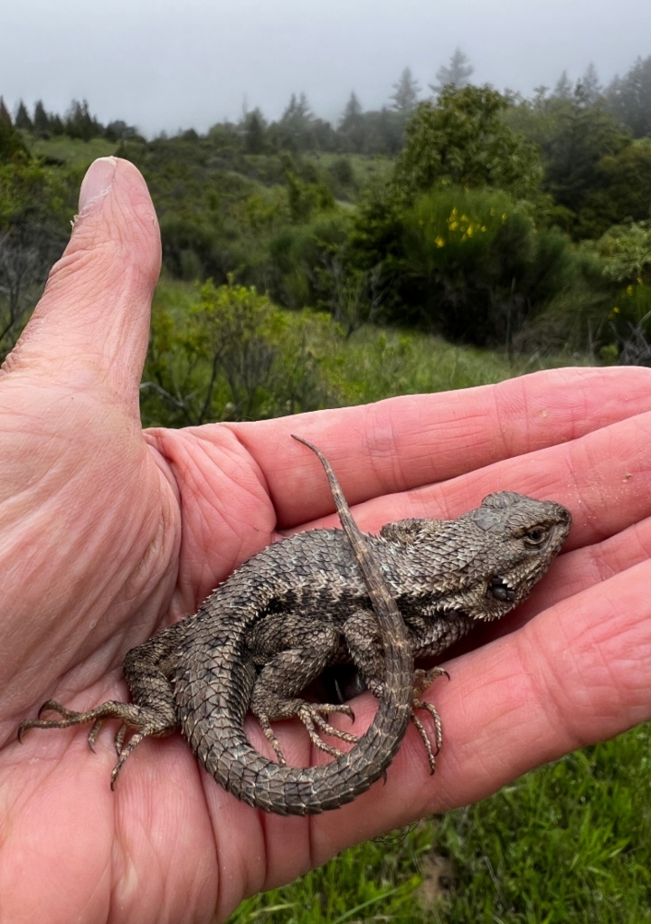 Western Fence Lizard